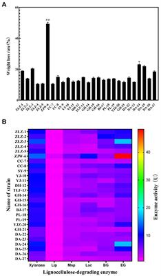 Identification, characteristics and rice growth promotion of a highly efficient cellulolytic bacterial strain, <mark class="highlighted">Cellulomonas</mark> iranensis ZJW-6, isolated from paddy soil in central China